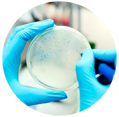 Microbiological Testing Services | KML Laboratories