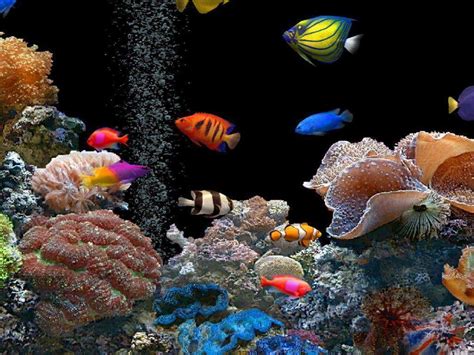 Tropical Fish Backgrounds - Wallpaper Cave