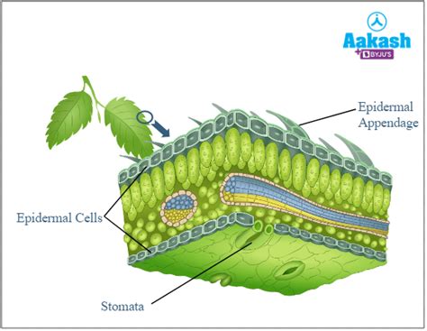 Epidermal Tissue System: Functions, Components & Structure | AESL