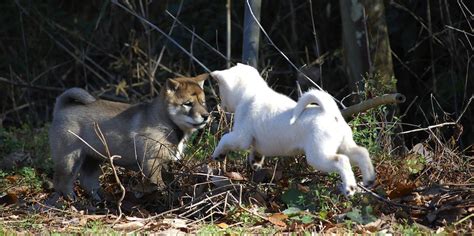 Kishu Ken - Dog Breed Standards