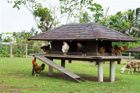 Chicken Coop Designs That Are Stylish ~ Bees and Roses