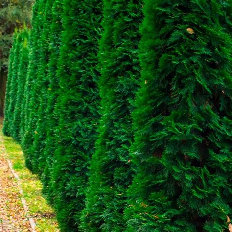 The Best Privacy Plants for Your Backyard | Family Handyman