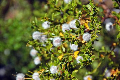 CREOSOTE BUSH SEEDS Larrea tridentata | Etsy