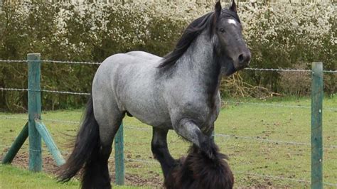 How long does a belgian draft horse live