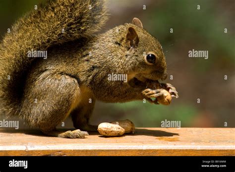 Squirrel eating peanuts Stock Photo - Alamy