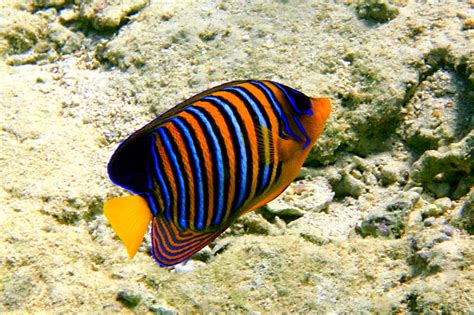 15 Awesome Types of Saltwater Angelfish | Build Your Aquarium