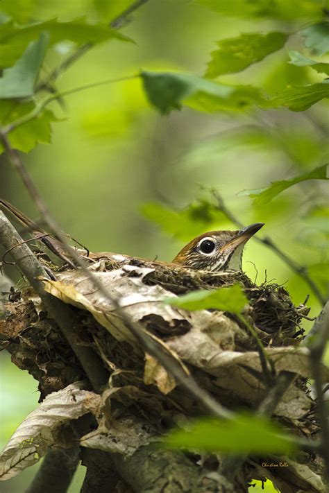 Wood Thrush Nest Photograph by Christina Rollo - Pixels