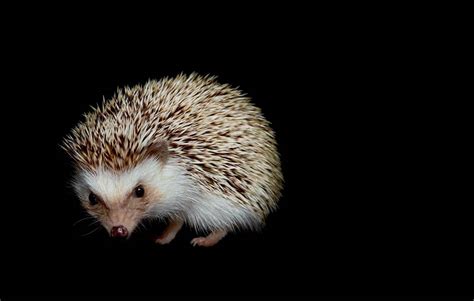 The night bunch: Traer Scott’s photos of nocturnal animals (I want to touch) | Passepartout ...