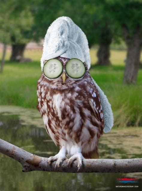 Funny owl images |Funny Animal