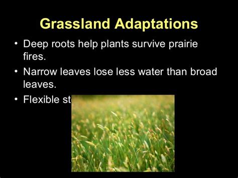 Grassland Biome Plants Adaptations