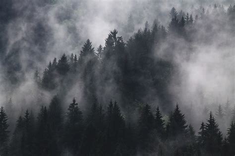 Free Images : fir trees, fog, foggy, forest, hazy, mist, murky, nature, pine trees 4272x2848 ...