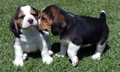 Beagle Puppy Pictures and Information | Puppy Pictures and Information