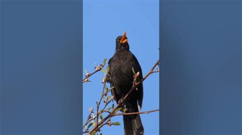 Birds Chirping - Bird Sounds Relaxing,Soothing Nature Sounds,Birds Singing without Music - YouTube