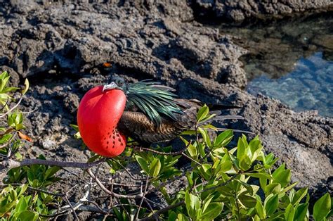 Galapagos Islands Animals List, Facts, and Pictures