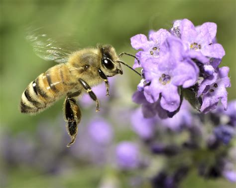 13 Foods You Never Realized Existed Because Of Honey Bees