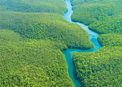 Gambar Arya Wira Bumi Wisata Petualangan Hutan Tropis Kalimantan Fear Foto di Rebanas - Rebanas