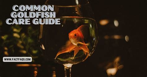 Common Goldfish Care Guide: Expert Tips for Success - FACT FAQs