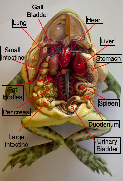 Dr. Harnois' Science Class Blog: Virtual Frog Dissection Lab