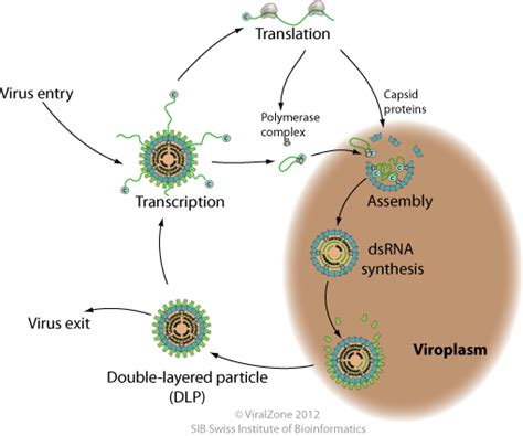 Double-stranded rna virus list 846328-Can viruses have double stranded rna - Pixtabestpictmxch