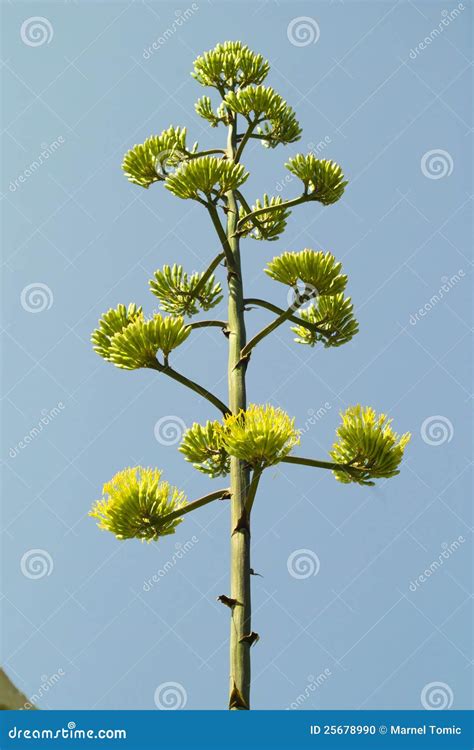 Agave flower stock photo. Image of light, croatia, field - 25678990