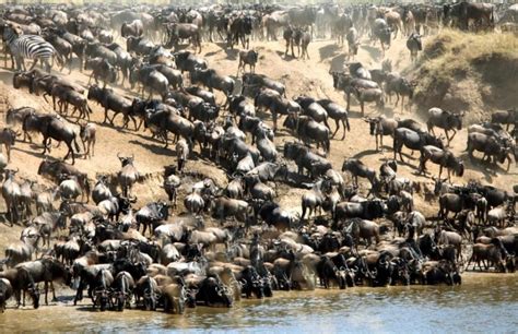 Masai Mara Great Migration Safari 4 Days - Shadows Of Africa