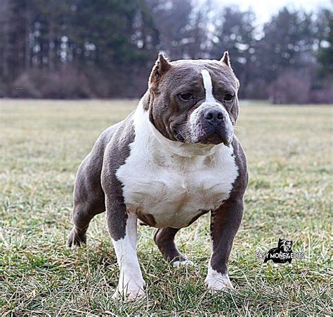 American Bully Puppies For Sale | Elkhart, IN #181487