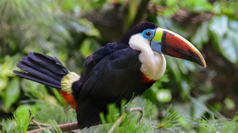 wallpaper toucan, bird, beak HD : Widescreen : High Definition : Fullscreen