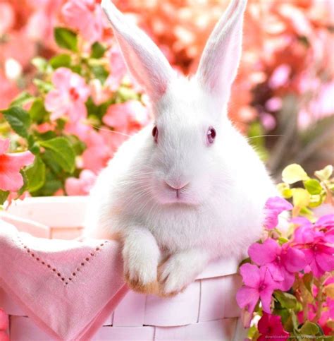 White Rabbit HD Wallpapers - Wallpaper Cave