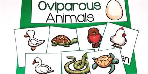 Oviparous Animals: List of Popular Animals that Lay Eggs - English Saga