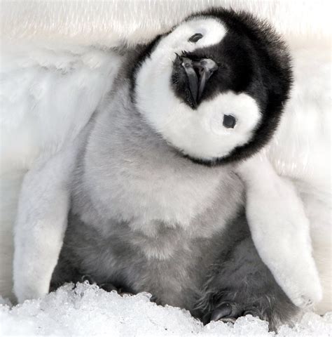 Baby penguin! : r/aww