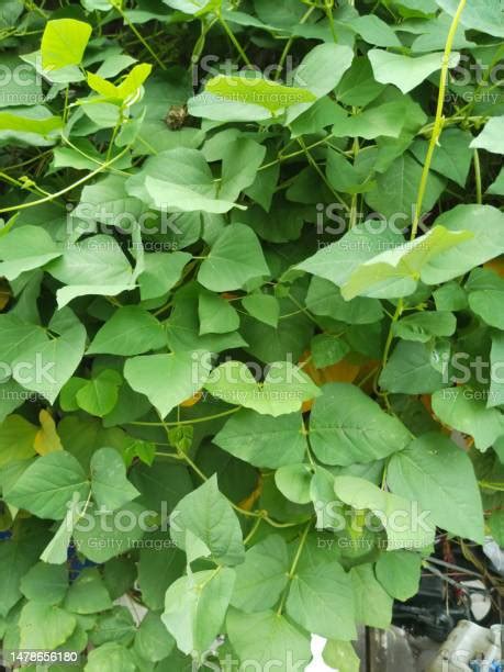 Photo Of Common Bean Plant Stock Photo - Download Image Now - Agriculture, Bean, Color Image ...