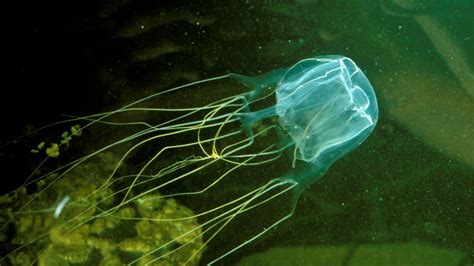 Box jellyfish: Australian teenager fatally stung on Queensland beach - BBC News