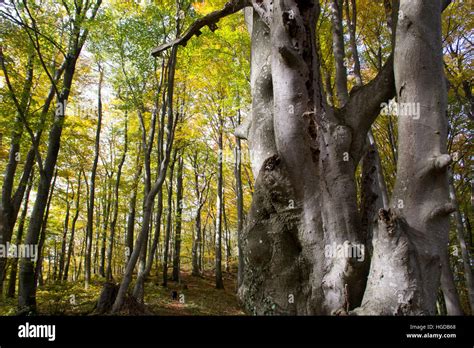 Beech forest in autumn Stock Photo - Alamy