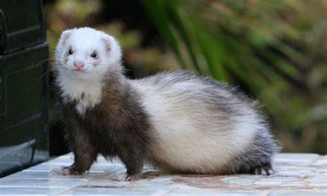 The Ultimate List Of Most Popular Ferret Breeds In Australia