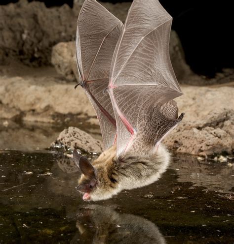 Myotis evotis - Bat Conservation International