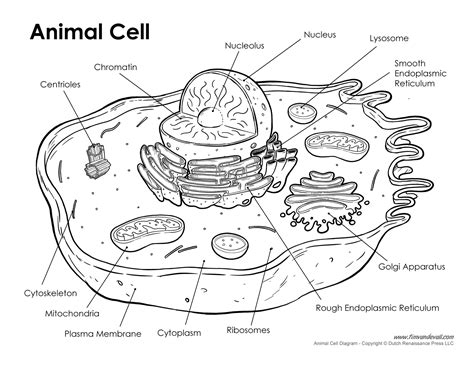 animal-cell-labeled - Tim van de Vall