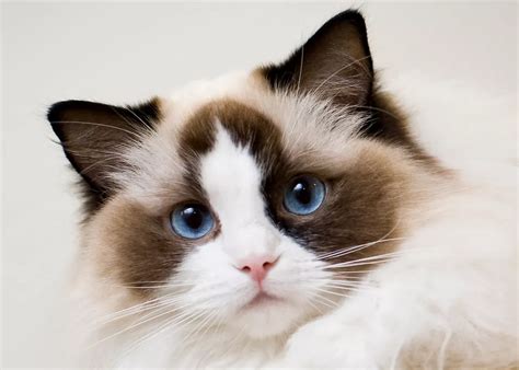 Mèo Ragdoll giá bao nhiêu? Giống mèo này có đặc điểm gì, cách chăm sóc ...