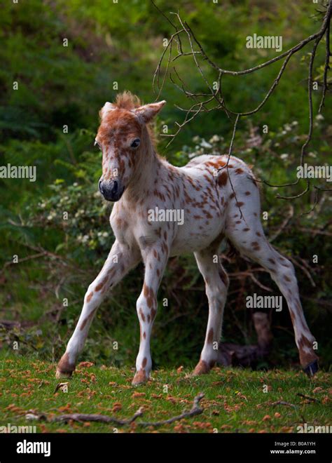 Leopard appaloosa foals hi-res stock photography and images - Alamy