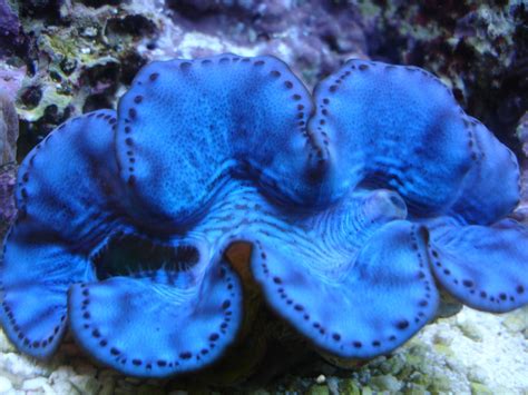 Blue Maxima Clam | Maxima clam, Clams, Marine fish