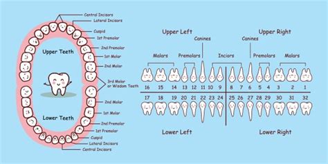 Teeth Numbers And Names - Chart Of Adult Teeth | Rodeo Dental