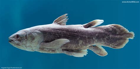 Coelacanths: Characteristics, types, behavior and more....