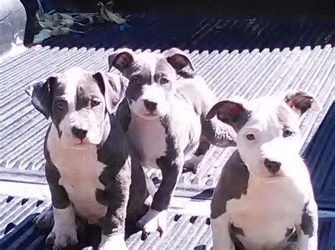 ADBA REGISTERED XXL BLUE NOSE PITBULL PUPPIES for Sale in Kenansville, North Carolina Classified ...