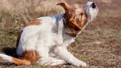 10+ Must-Know Dog Flea Symptoms + How to Quickly Spot Fleas at Home ...