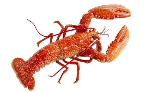 Lobster png by AbsurdWordPreferred on DeviantArt