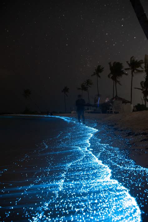 Puerto Rico Bioluminescent Bay Calendar - Nesta Adelaide