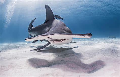 Hammerhead Shark Habitat