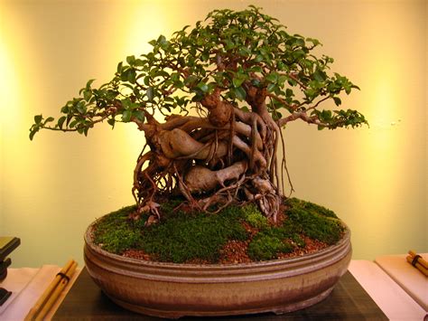 Things To Avoid When Growing Your Bonsai Tree - Bonsai Tree Gardener