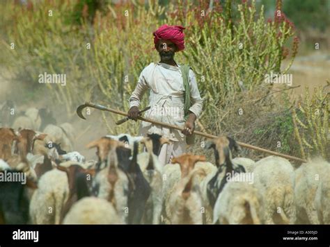 Man herding sheep Rajasthan India Stock Photo - Alamy