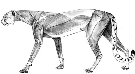 Acinonyx Pardinensis Anatomy by Smerjeevski on DeviantArt