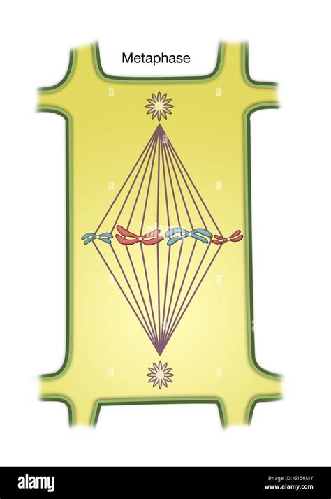 Diagram of Metaphase of Mitosis in a plant cell Stock Photo - Alamy